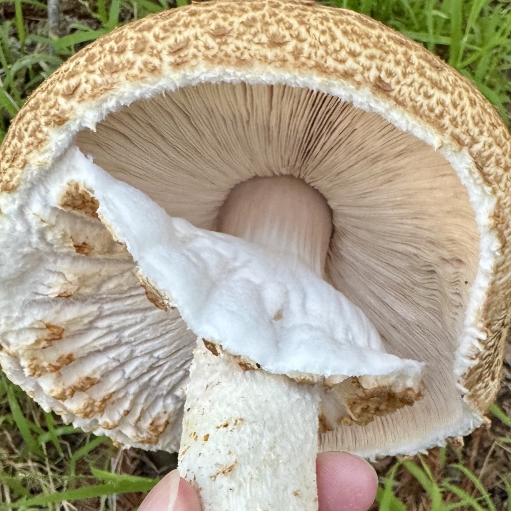 Agaricus augustus · March 2026 · photo: © karenoffereins (iNaturalist, cc-by)