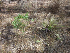 Hakea prostrata