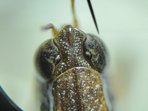 cone-headed grouse locust