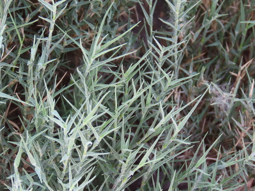 Prickly Brack Grass (Odyssea paucinervis)