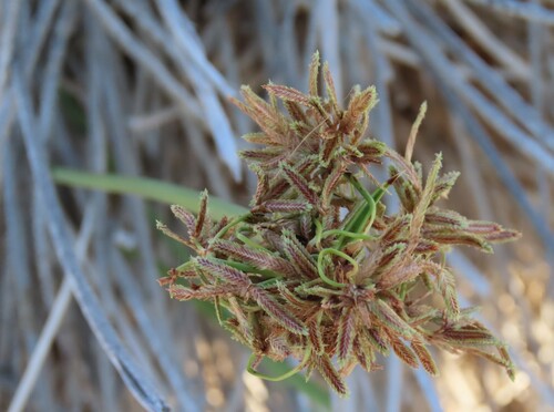 Matting Sedge (Cyperus marginatus)