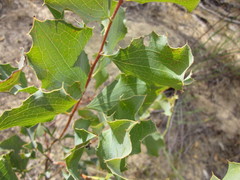 Hakea undulata