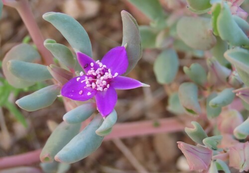 Oukraal Seapurslane (Sesuvium sesuvioides)