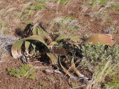 Welwitschia (Welwitschia mirabilis)