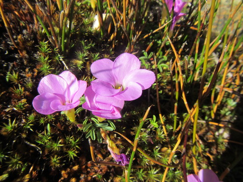 Keel Sorrel (Oxalis stokoei)