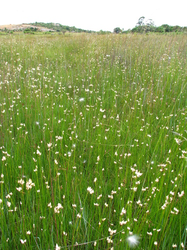 Rhynchospora candida
