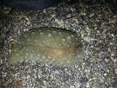 Athoracophorus papillatus