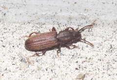Oryzaephilus mercator