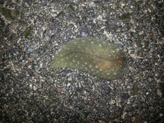 Athoracophorus papillatus