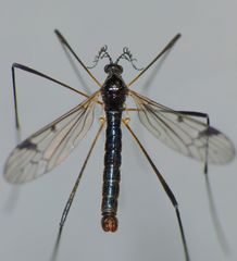 Gynoplistia bidentata