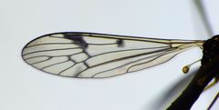 Gynoplistia bidentata