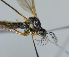 Gynoplistia bidentata