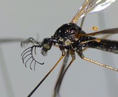 Gynoplistia bidentata