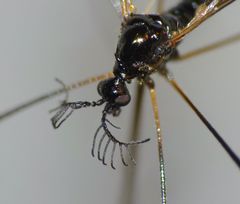 Gynoplistia bidentata