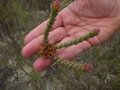 Leucadendron thymifolium