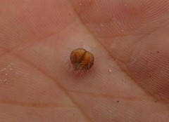 Leucadendron thymifolium