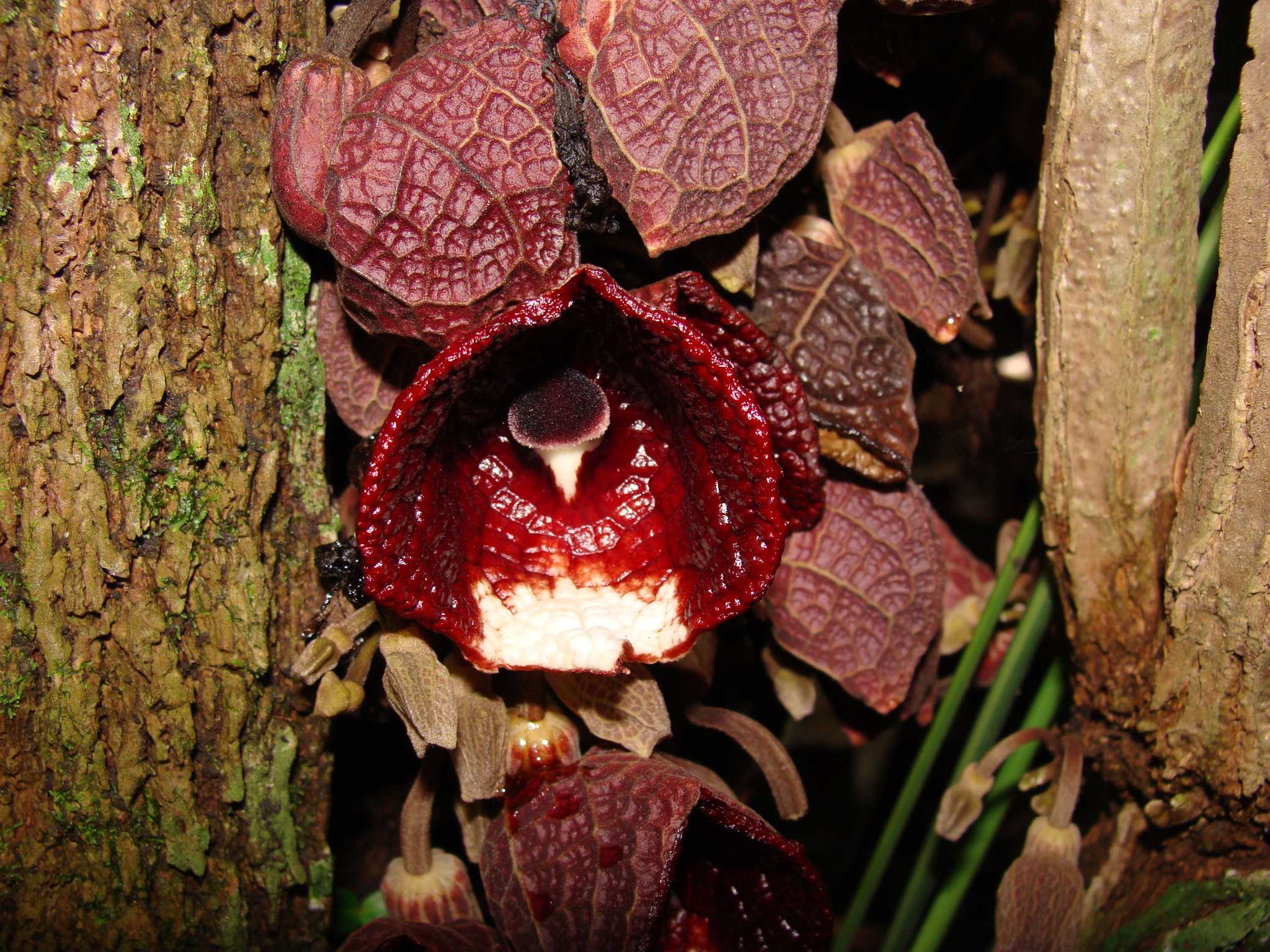 Aristolochia arborea