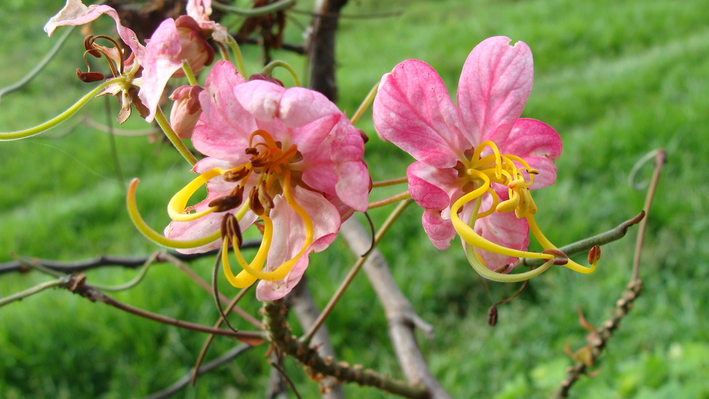 Apple blossom (Cassia javanica)