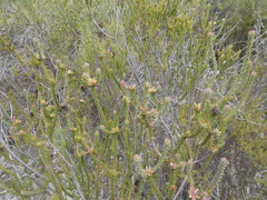 Leucadendron thymifolium