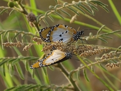 Danaus chrysippus alcippus