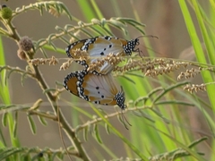 Danaus chrysippus alcippus