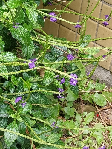 Stachytarpheta urticifolia iNat (3)