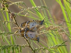 Danaus chrysippus alcippus