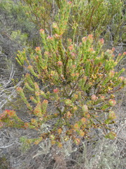 Leucadendron thymifolium