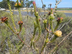 Leucadendron thymifolium