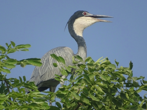 Black-headed Heron