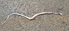 Psammophis subtaeniatus