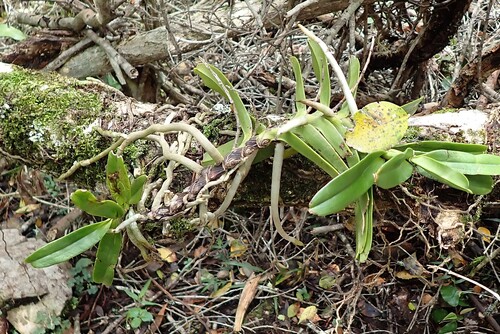Cyrtorchis arcuata, photograph 5