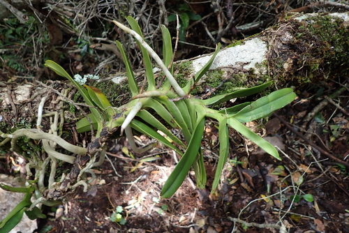 Cyrtorchis arcuata, photograph 6