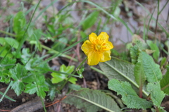 Trollius