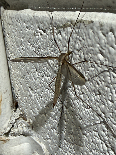 Unknown species found near San Mateo County, US-CA, US