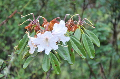 Rhododendron decorum