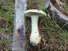 Amanita austroviridis