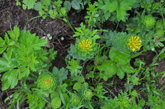 Stellera chamaejasme