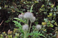 Cirsium lidjiangense