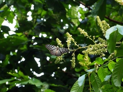 Ideopsis vulgaris macrina