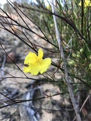 Crocanthemum aldersonii