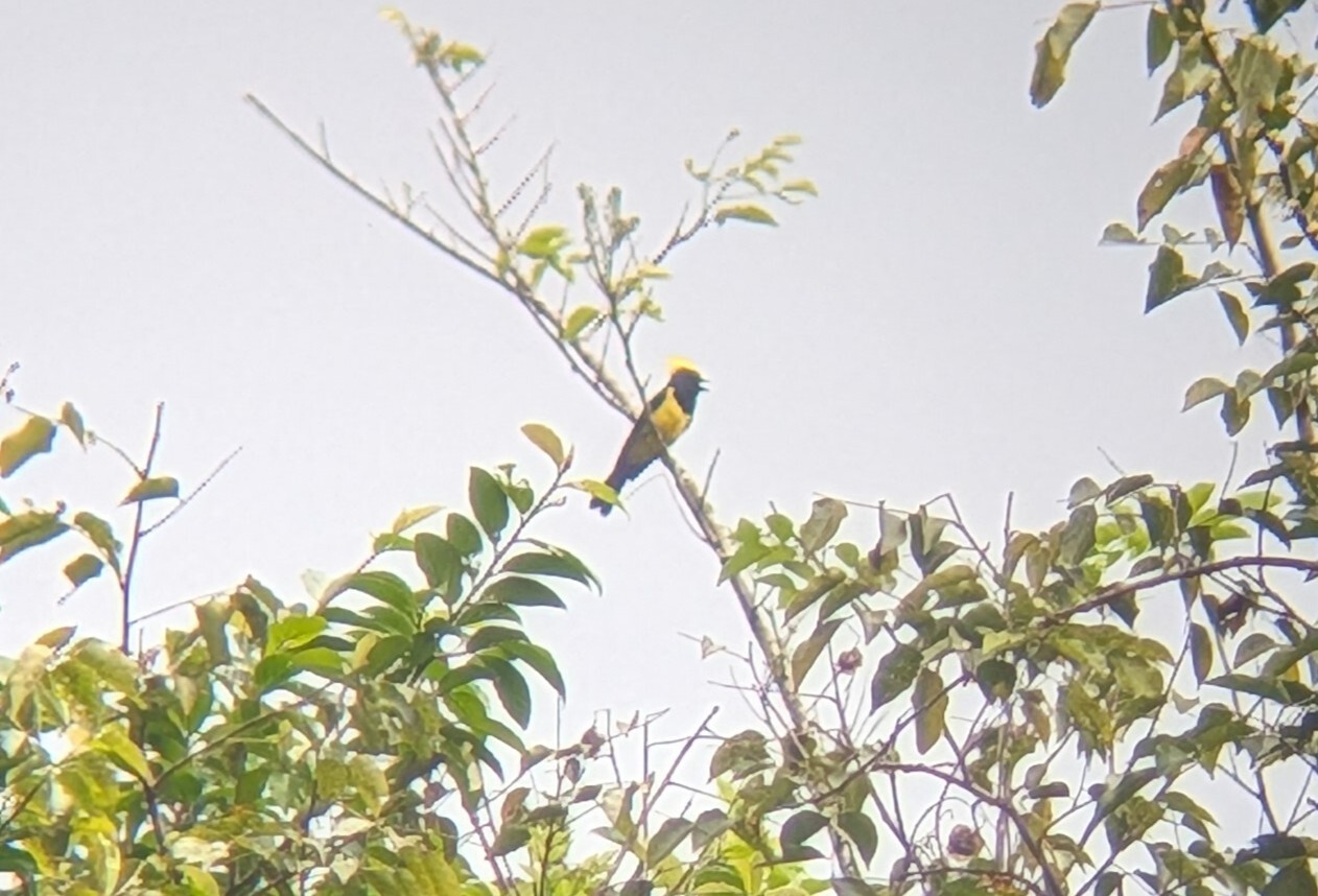 Sultan Tit (Melanochlora sultanea), photo 5