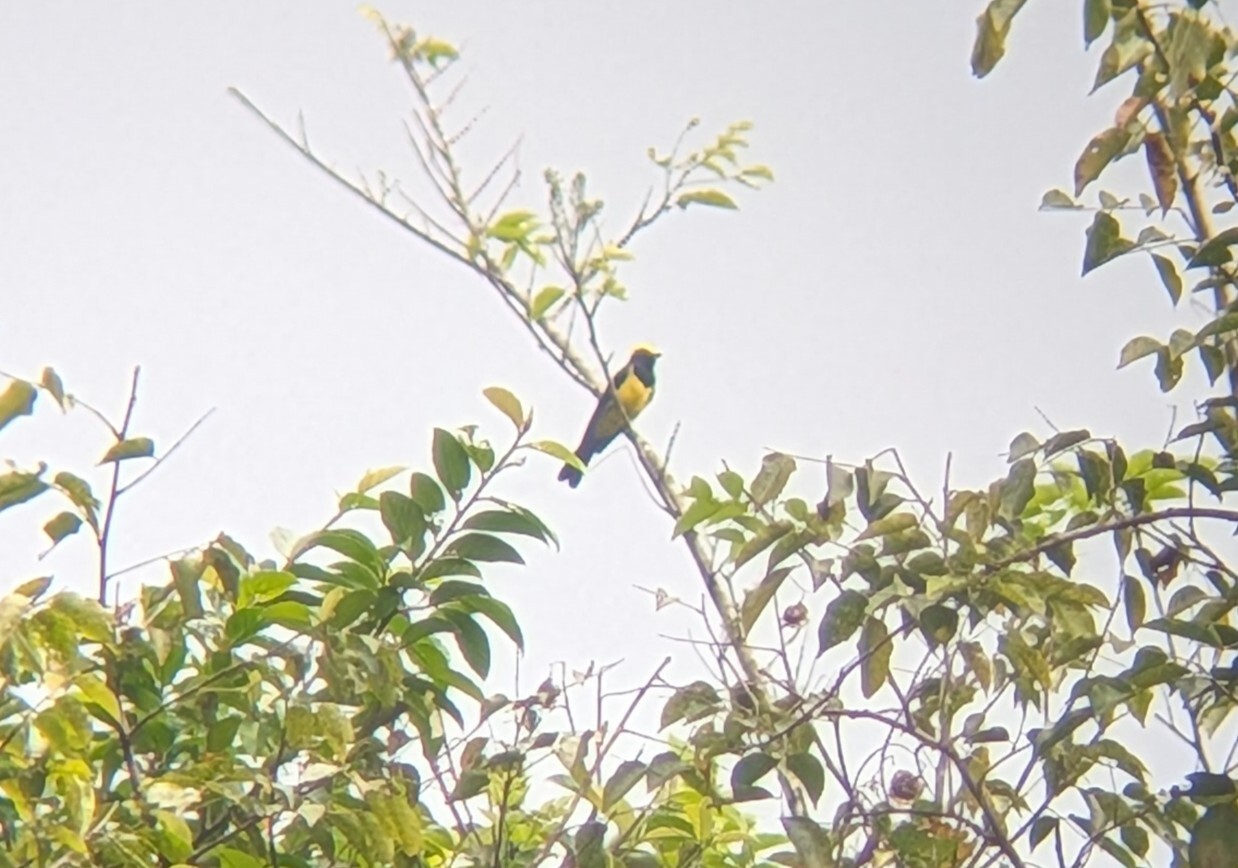 Sultan Tit (Melanochlora sultanea), photo 6