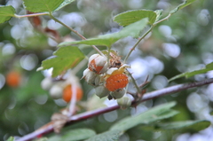 Rubus biflorus