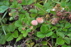 Fragaria nilgerrensis