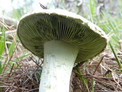 Amanita austroviridis