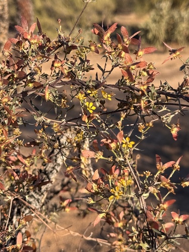 slender janusia (Janusia gracilis)