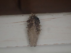 Dahlica triquetrella