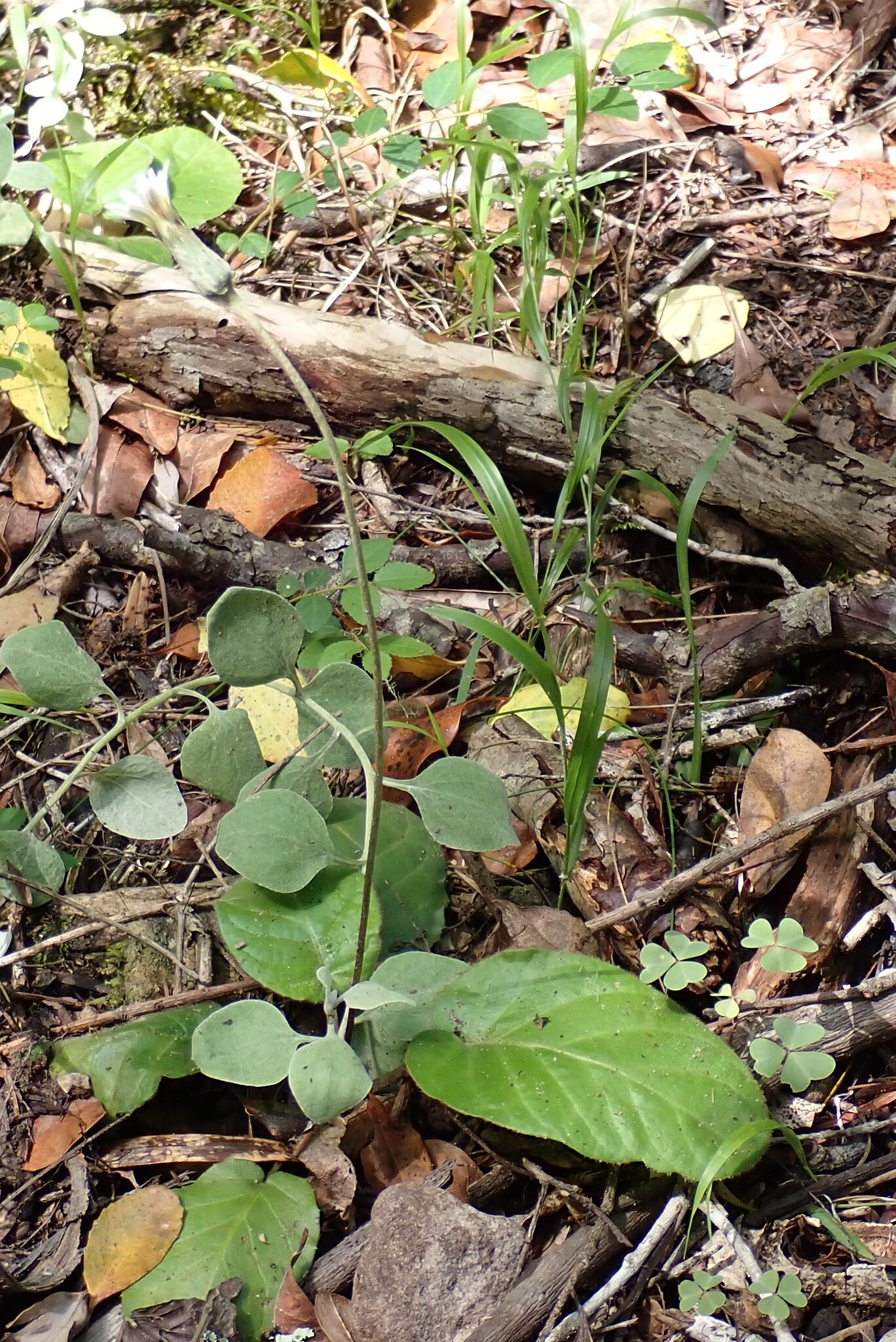 Forest Gerbera (Gerbera cordata)