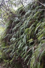 Diplopterygium glaucum